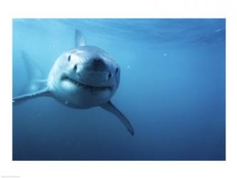 Great White Shark | Obraz na stenu