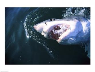 Great White Shark | Obraz na stenu