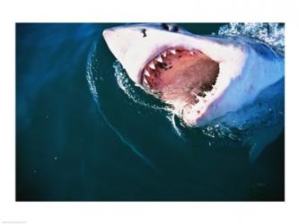 Great White Shark | Obraz na stenu