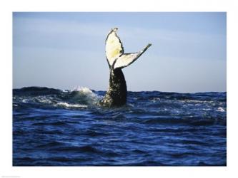 Humpback Whale | Obraz na stenu