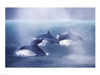 Dolphins | Obraz na stenu