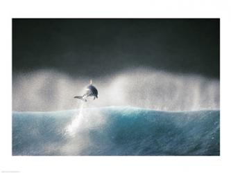 Dolphin breaching in the sea | Obraz na stenu