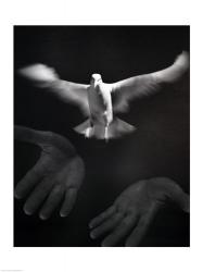 Close-up of a person releasing a White Dove | Obraz na stenu