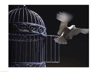 White Dove escaping from a birdcage | Obraz na stenu