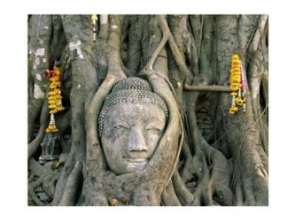 Buddha head in tree roots, Wat Mahathat, Ayutthaya, Thailand | Obraz na stenu