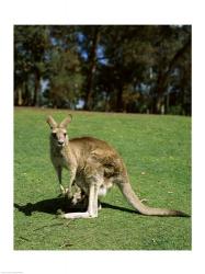 Kangaroo carrying its young in its pouch, Australia | Obraz na stenu