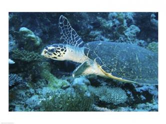 Loggerhead Turtle | Obraz na stenu