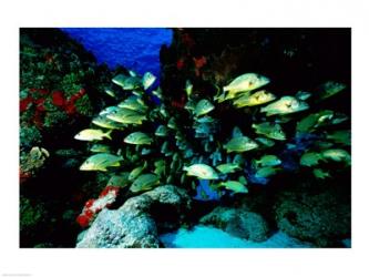 School of Blue Striped Grunts swimming underwater, Cozumel, Mexico | Obraz na stenu