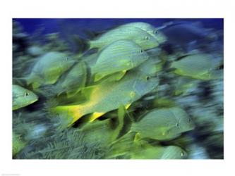 School of French Grunts swimming underwater, Bonaire, Netherlands Antilles | Obraz na stenu