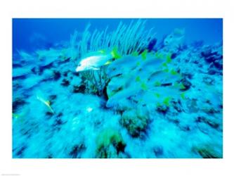 School of French Grunts swimming underwater, Bonaire, Netherlands Antilles | Obraz na stenu