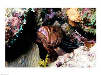 Close-up of a grouper fish hiding, Bonaire, Netherlands Antilles | Obraz na stenu