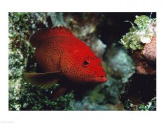 Close-up of a coney fish swimming underwater, Cozumel, Mexico | Obraz na stenu