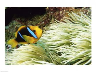 Close-up of a Two-banded Clown fish swimming underwater, Nananu-I-Ra Island, Fiji | Obraz na stenu