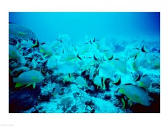 School of Blue Striped Grunts swimming underwater, Belize | Obraz na stenu