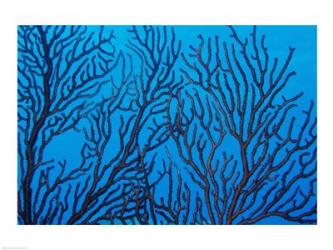 Sea Fan on a Reef, Belize | Obraz na stenu