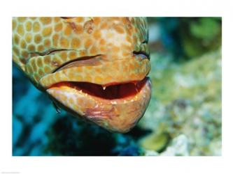 Close-up of the mouth of a Juvenile Grouper, Belize | Obraz na stenu