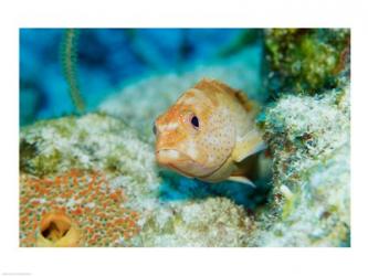 Close-up of a juvenile grouper fish swimming underwater, Belize | Obraz na stenu