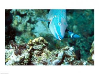 Close-up of a Stoplight Parrotfish swimming underwater | Obraz na stenu