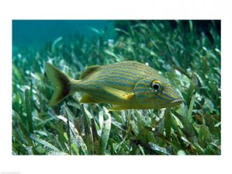 Side profile of a Blue Striped Grunt | Obraz na stenu