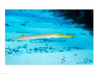Side profile of a Yellow Trumpet Fish swimming underwater | Obraz na stenu