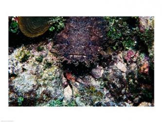 High angle view of a toadfish | Obraz na stenu