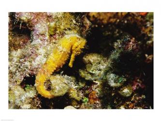 Yellow Seahorse | Obraz na stenu