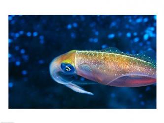 Close-up of a squid swimming underwater | Obraz na stenu