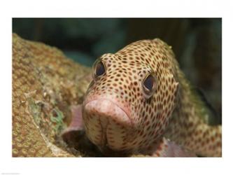 Red Hind Fish | Obraz na stenu