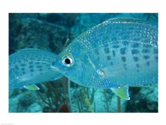 Damselfish | Obraz na stenu