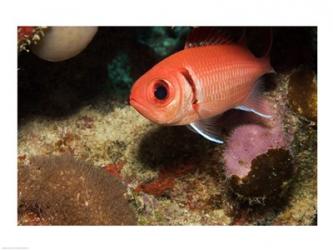 Blackbar Soldierfish | Obraz na stenu