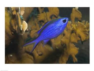 Blue Chromis Fish | Obraz na stenu