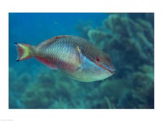 Princess Parrotfish | Obraz na stenu