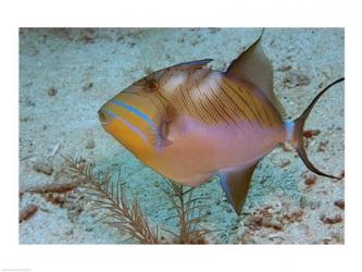 Queen Triggerfish | Obraz na stenu