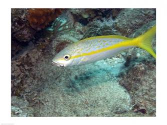 Yellowtail Snapper | Obraz na stenu