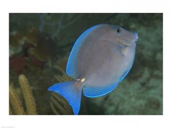 Blue Tang Fish | Obraz na stenu