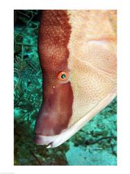 Spanish Hogfish | Obraz na stenu