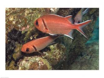 Blackbar Soldierfish | Obraz na stenu