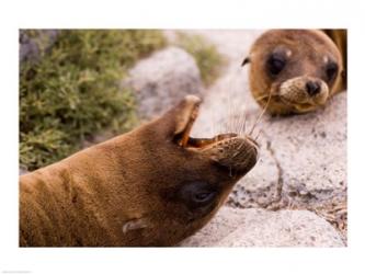 Close-up of two Sea Lions relaxing on rocks, Ecuador | Obraz na stenu