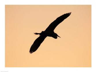 Great White Egret in Flight at Twilight, Venice Rookery, Venice, Florida, USA | Obraz na stenu