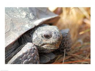 Close-up of a Gopher tortoise | Obraz na stenu
