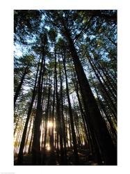 Low angle view of trees in a forest at sunrise | Obraz na stenu