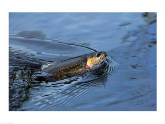 Close-up of a Brook trout (Salvelinus fontinalis) on a fishing line | Obraz na stenu