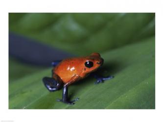 Strawberry Poison Dart Frog | Obraz na stenu