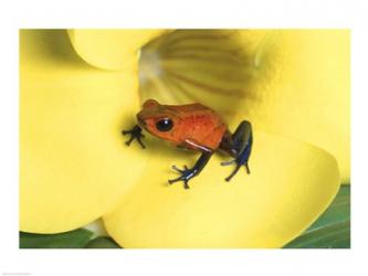 Strawberry Poison Dart Frog | Obraz na stenu