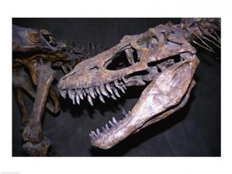 Albertosaurus, Royal Tyrrell Museum, Drumheller, Alberta, Canada | Obraz na stenu