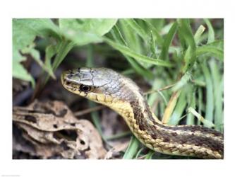 Garter Snake | Obraz na stenu