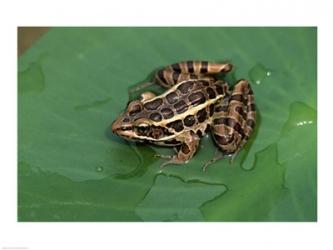 Pickerel Frog | Obraz na stenu