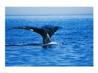 Right Whale in the sea, Bay of Fundy, Canada | Obraz na stenu