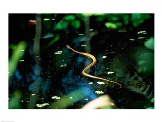 Snake in the water | Obraz na stenu