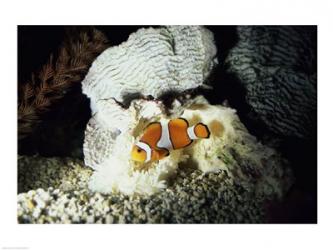 A Clown Fish and an Anemone | Obraz na stenu